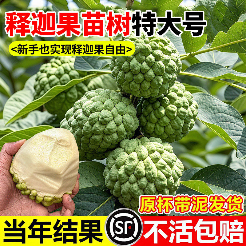 释迦果苗树特大号带果台湾凤梨嫁接果树果苗榴莲庭院南方种植盆栽