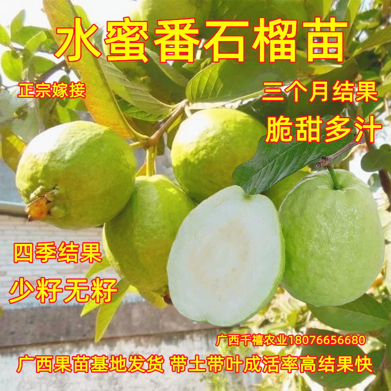 水蜜番石榴树果苗嫁接四季梨无籽少籽水晶芭乐树苗南北方庭院盆栽