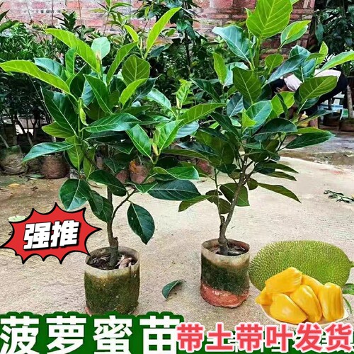 当年结果四季菠萝蜜嫁接树苗耐寒耐热室外果树苗树菠萝南北方可种