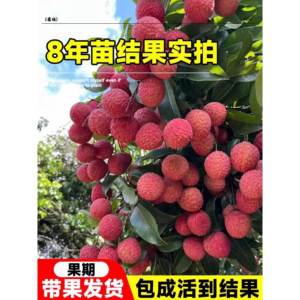 荔枝王树苗嫁接观音绿观马贵荔枝无核冰荔苗果树苗树种植当年结果