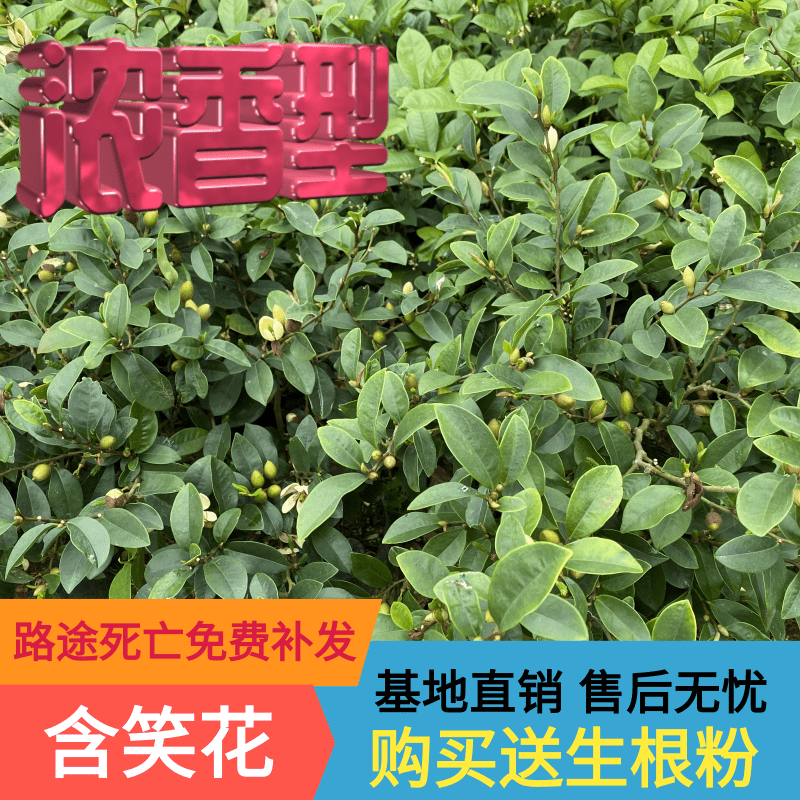 浓香型含笑花树树香妃花树四季花卉植物庭院阳台当年开花耐寒包邮