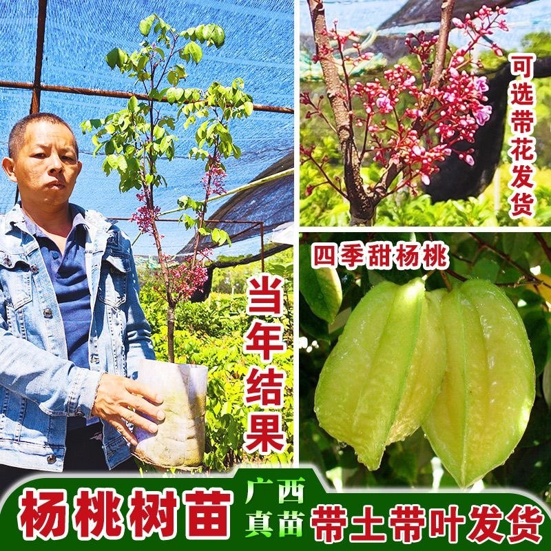 杨桃树苗果树台湾四季甜杨桃苗嫁接苗南方种植庭院当年结果地盆栽
