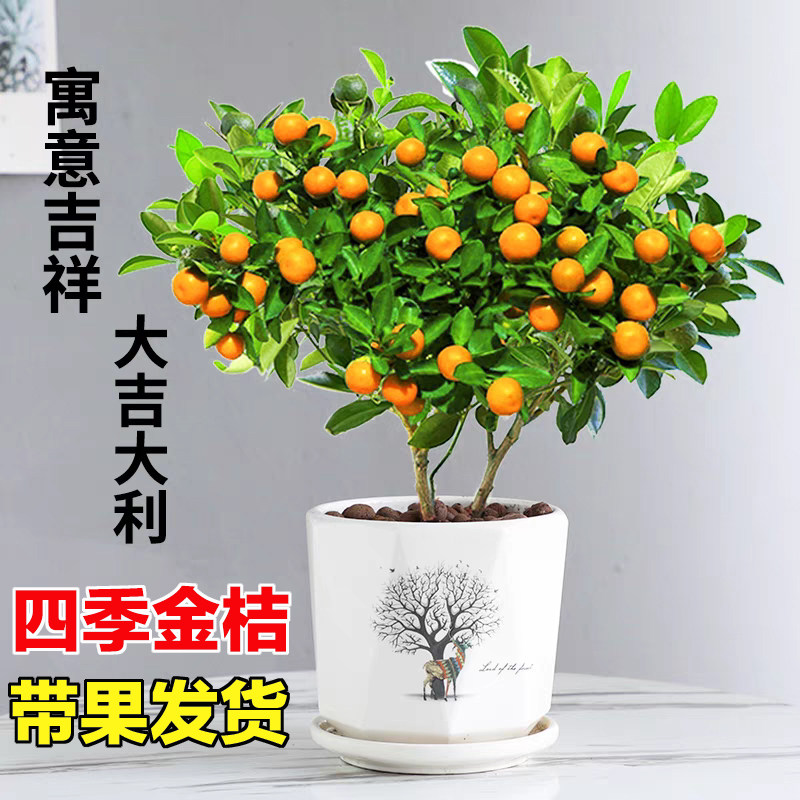 四季金桔树盆栽可食用带果橘子树苗室内客厅招财植物年宵花卉盆景