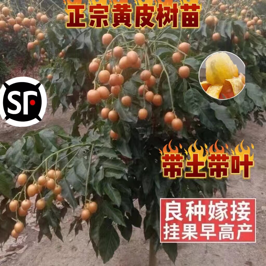郁南无核黄皮果树果苗大鸡心黄皮嫁接果树果苗冰糖黄皮南方果树苗