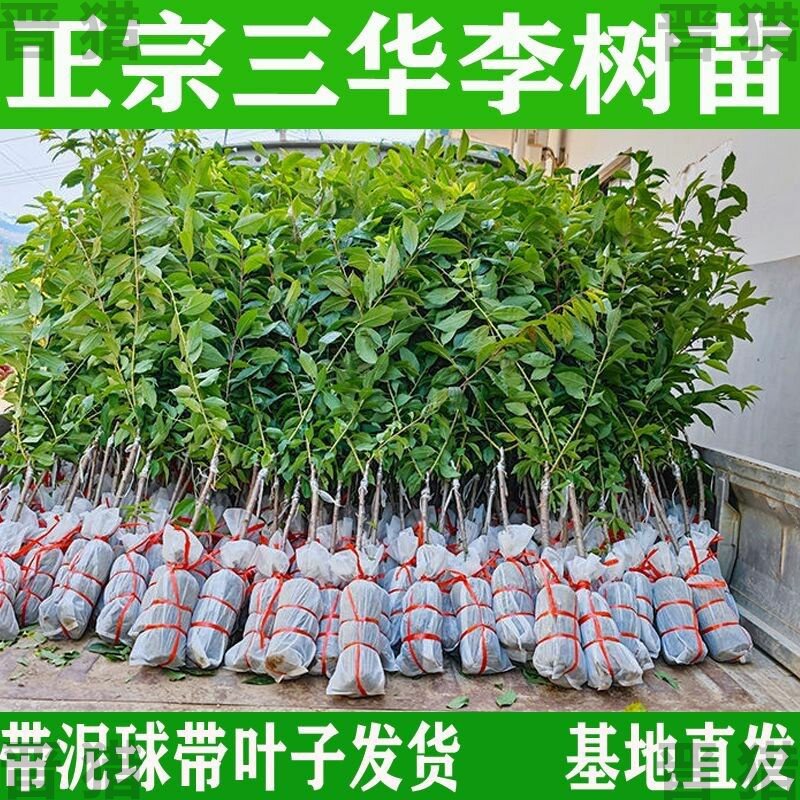 银妃三华李正宗嫁接苗果树苗红肉地栽盆栽庭院种植李子南方树苗