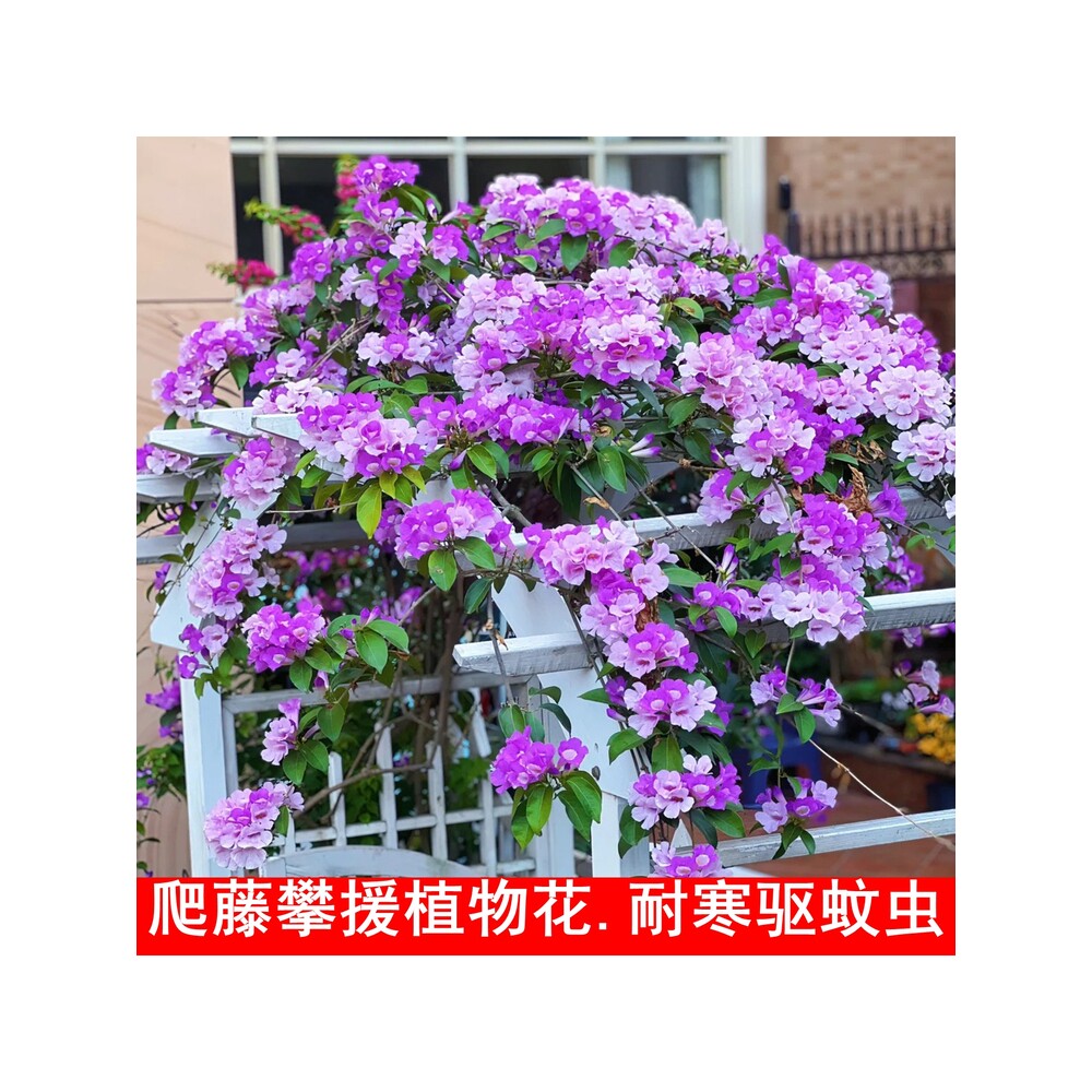 无刺蒜香藤花苗紫铃藤花多季开花庭院阳台盆栽爬藤攀援植物驱蚊虫