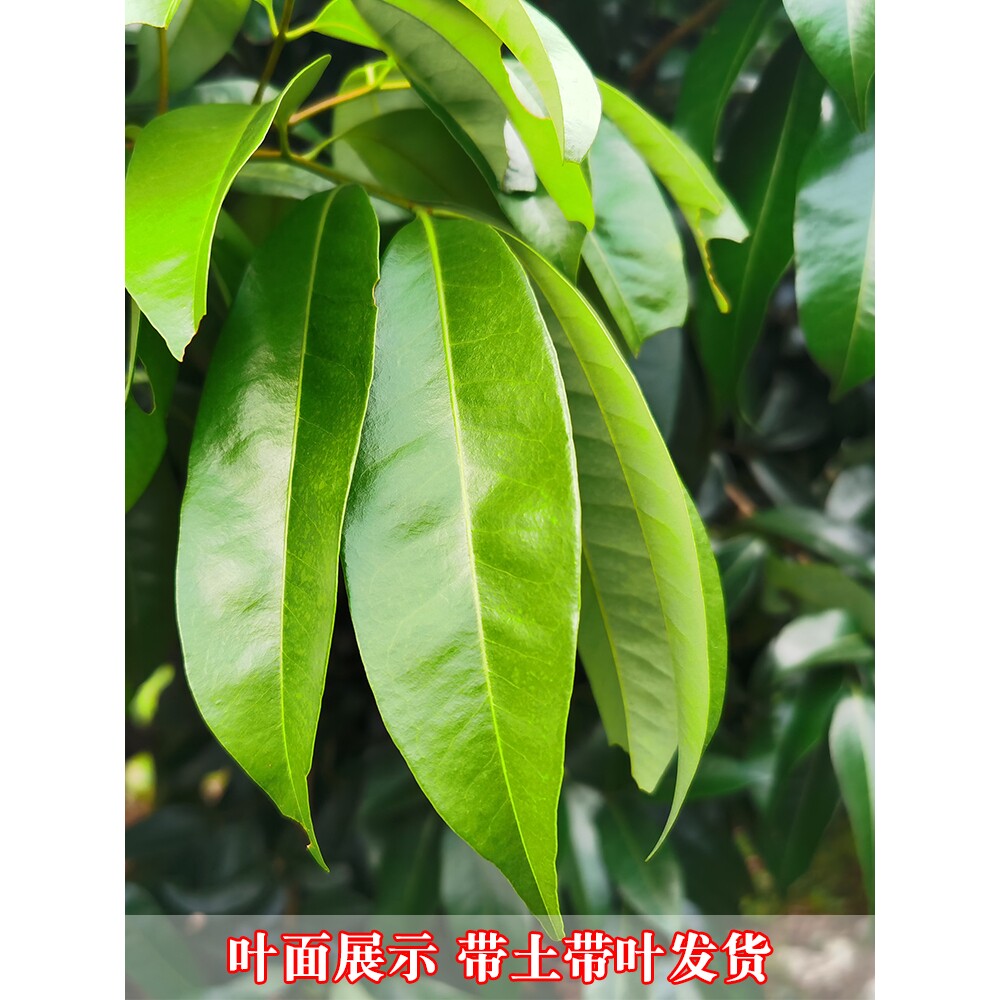 仙进奉荔枝果树苗新品种 嫁接荔枝苗 带土带叶可盆栽地栽庭院种植