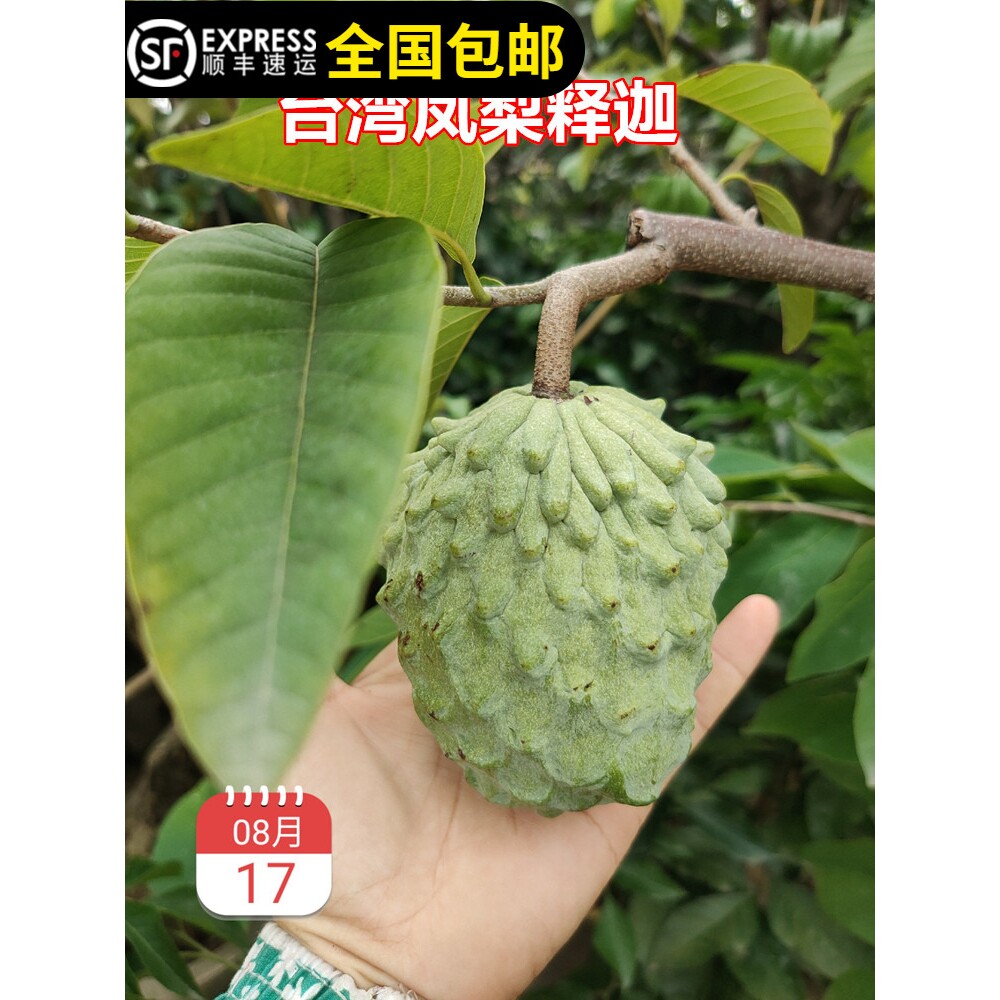 台湾凤梨释迦苗佛头果树苗释迦树带土带叶15年淘宝老店