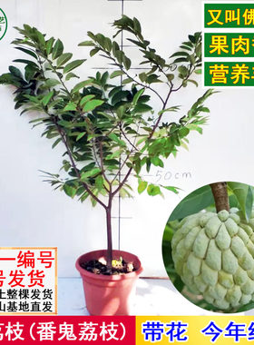 正宗释迦苗番荔枝凤梨释迦果树苗佛头果苗带盆栽好带果发货