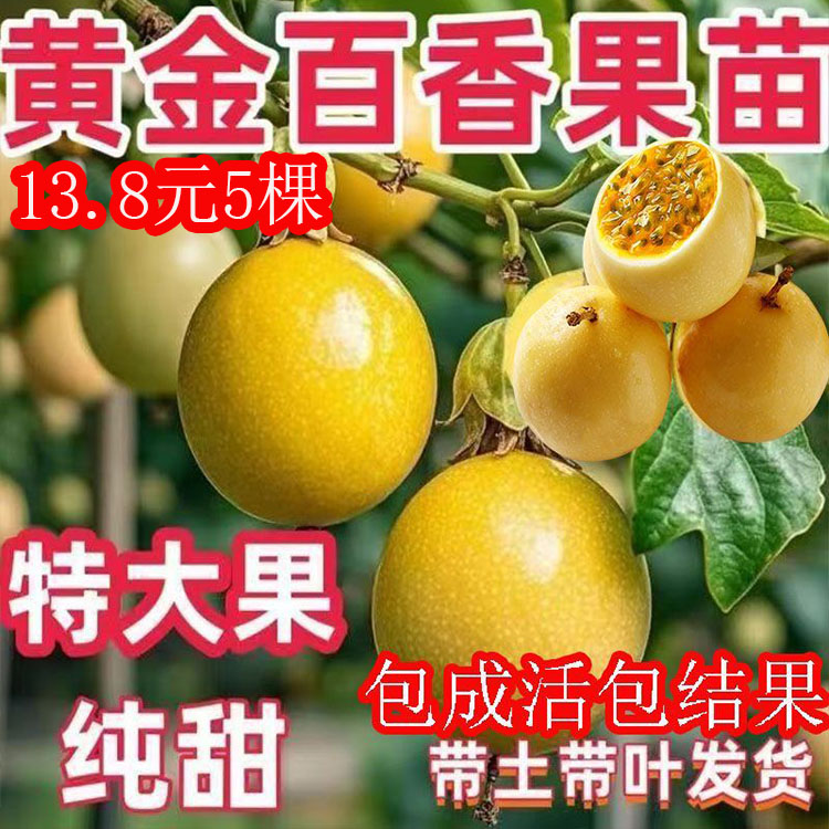 纯甜特大号百香果树果苗黄金9号百香果苗四季开花当年结果盆栽果