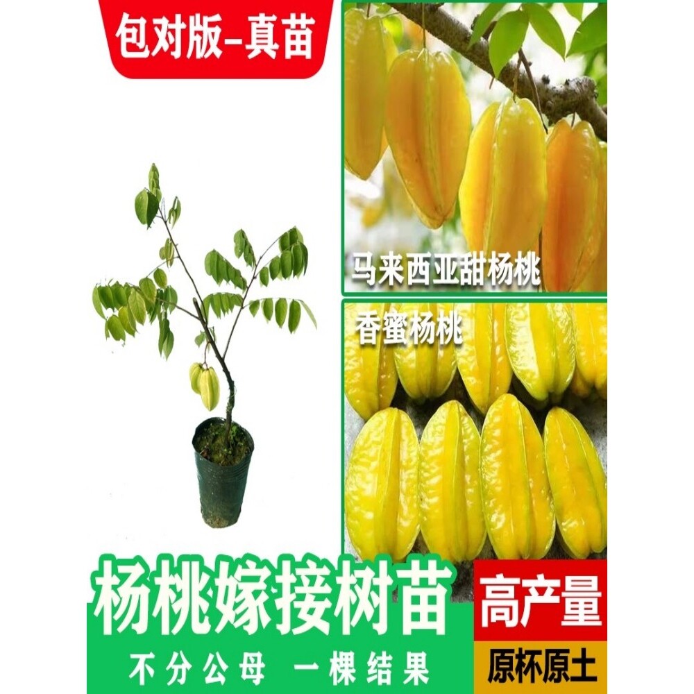 杨桃树苗四季大果甜杨桃嫁接水晶蜜丝香蜜杨桃盆栽地栽当年结果苗