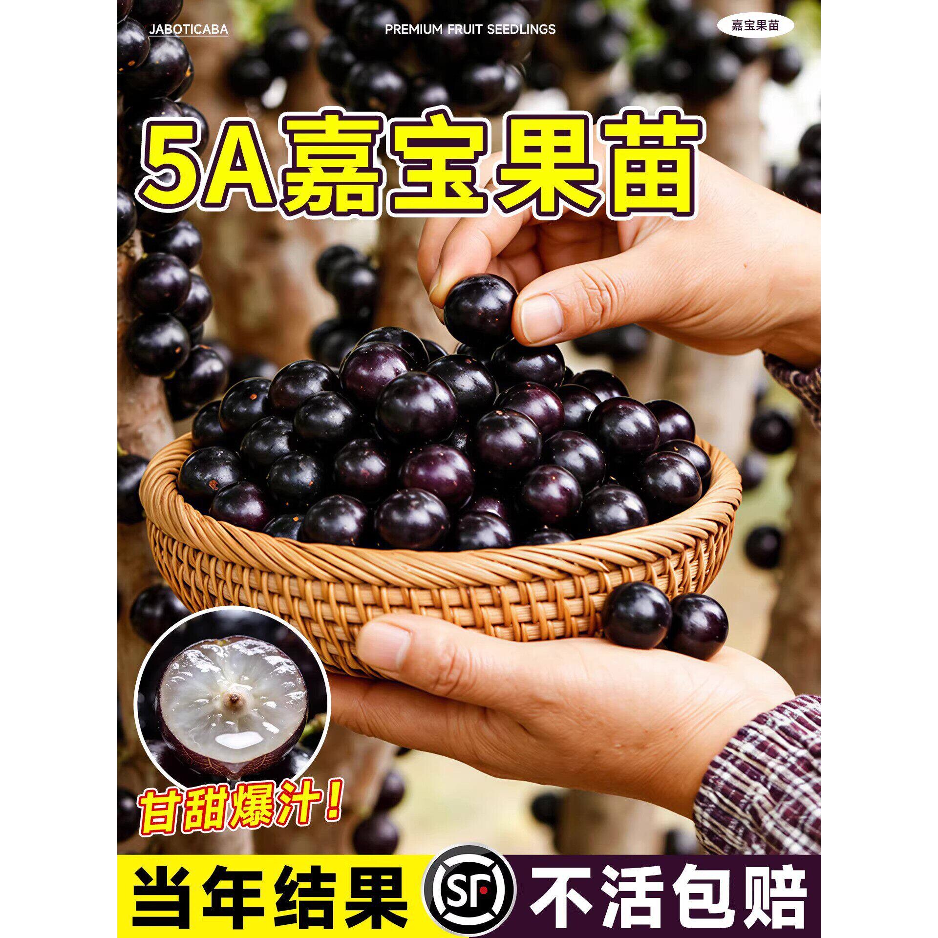 嘉宝果苗树树葡萄果树果苗盆栽沙巴艾斯卡红妃特大嫁接苗南北方种