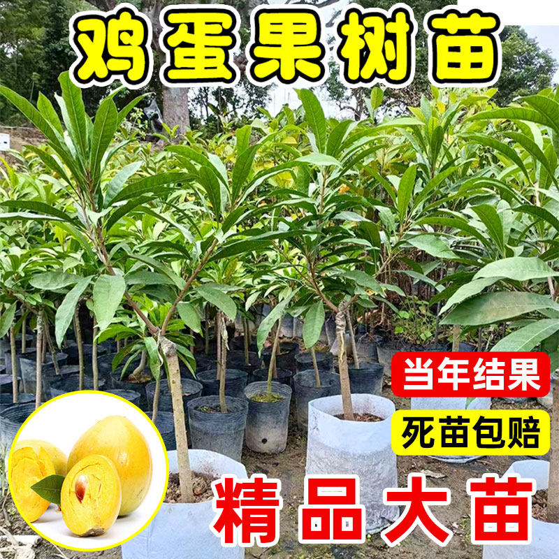 正宗仙桃苗正宗蛋黄果苗树苗带果发货鸡蛋果苗四季种植当年结果