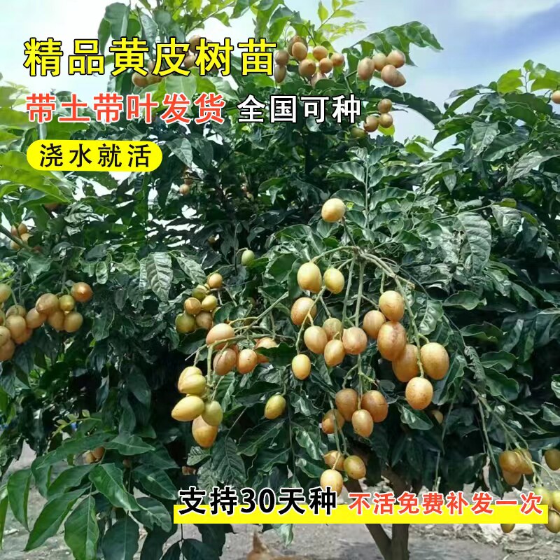 黄皮果苗大鸡心无核嫁接甜水果树苗阳台盆栽南方种植广西庭院地栽