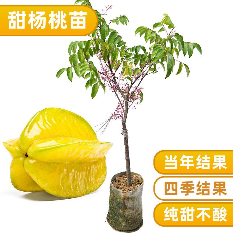 广西甜杨桃树苗清甜无杂味嫁接正宗品种四季结果包邮易活庭院