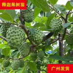 农科院释迦果苗南方种植台湾凤梨黄龙番荔枝佛头果树苗盆地栽种植