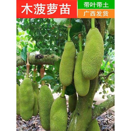 菠萝蜜苗12号8号红肉菠萝蜜果树苗嫁接苗南方盆地栽泰国红肉木菠