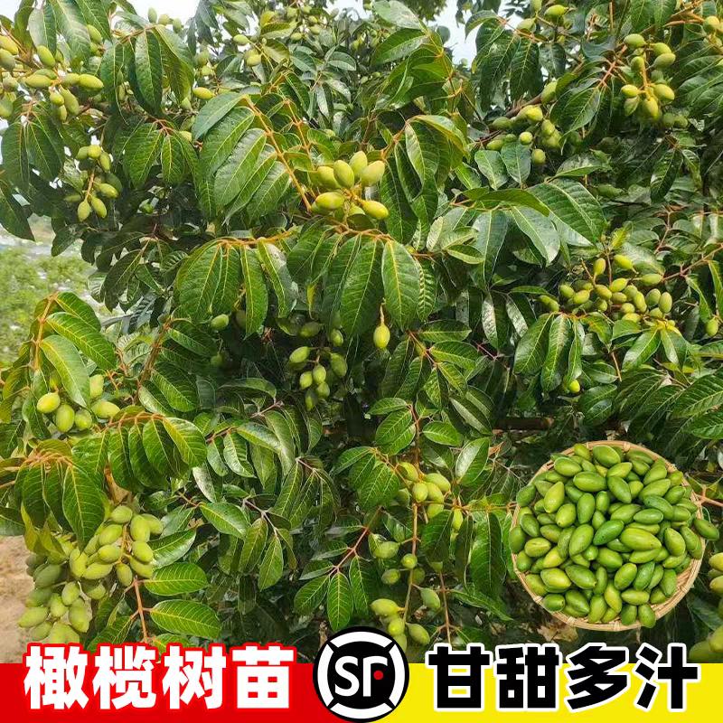 甜种橄榄果树苗青橄榄嫁接苗纯甜回甘酥甜无渣当年结果南方果树苗