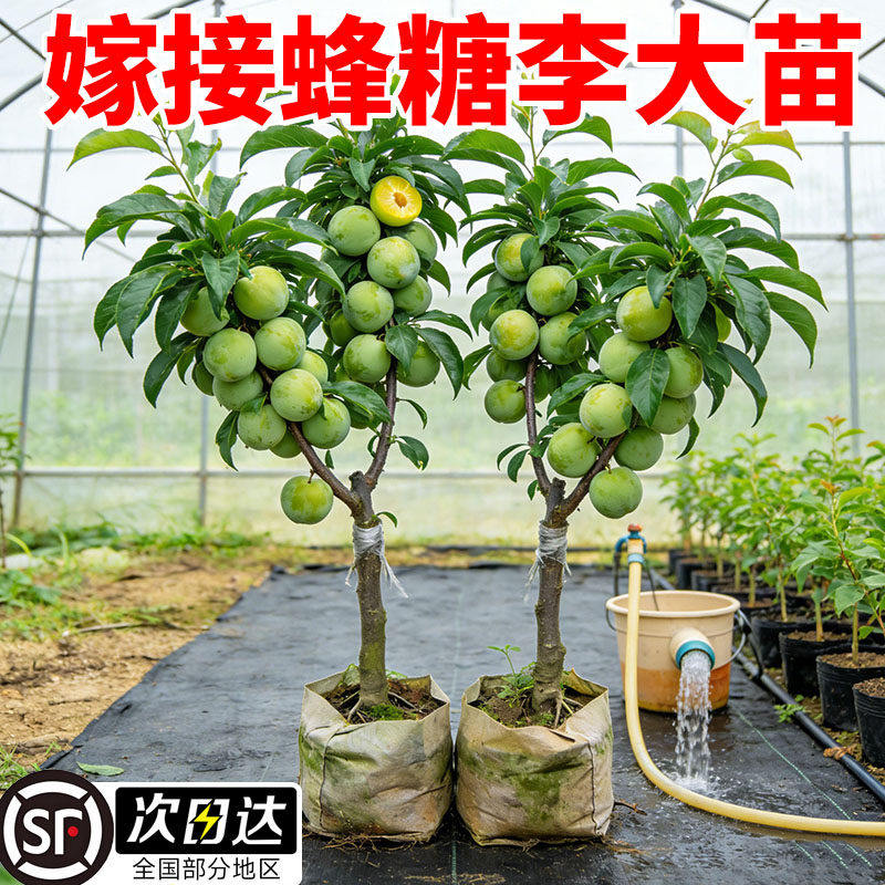特大嫁接蜂糖李子树苗脱骨青脆庭院种黄金正宗三华果树李子树苗