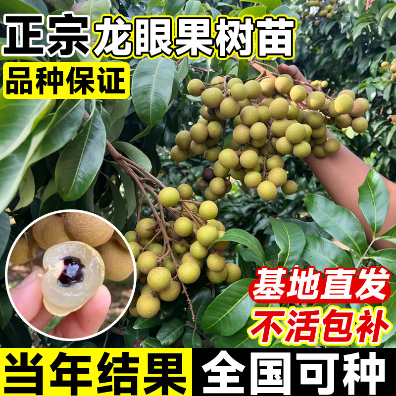 龙眼树苖嫁接高产四季龙眼树苗大苗结果广东广西庭院石硖老树桂圆