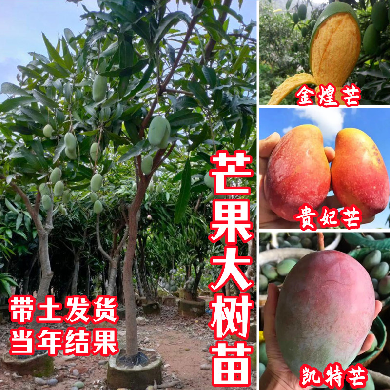 大芒果苗树当年结果四季芒果苗树嫁接金煌凯特芒贵妃芒果树苗特大