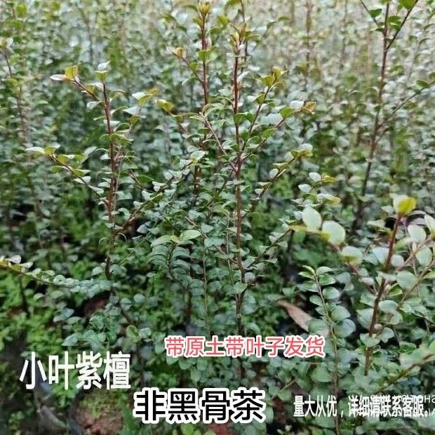 小叶紫檀树苗正宗珍稀名贵苗木高档室内外盆栽观赏植物 四季常青