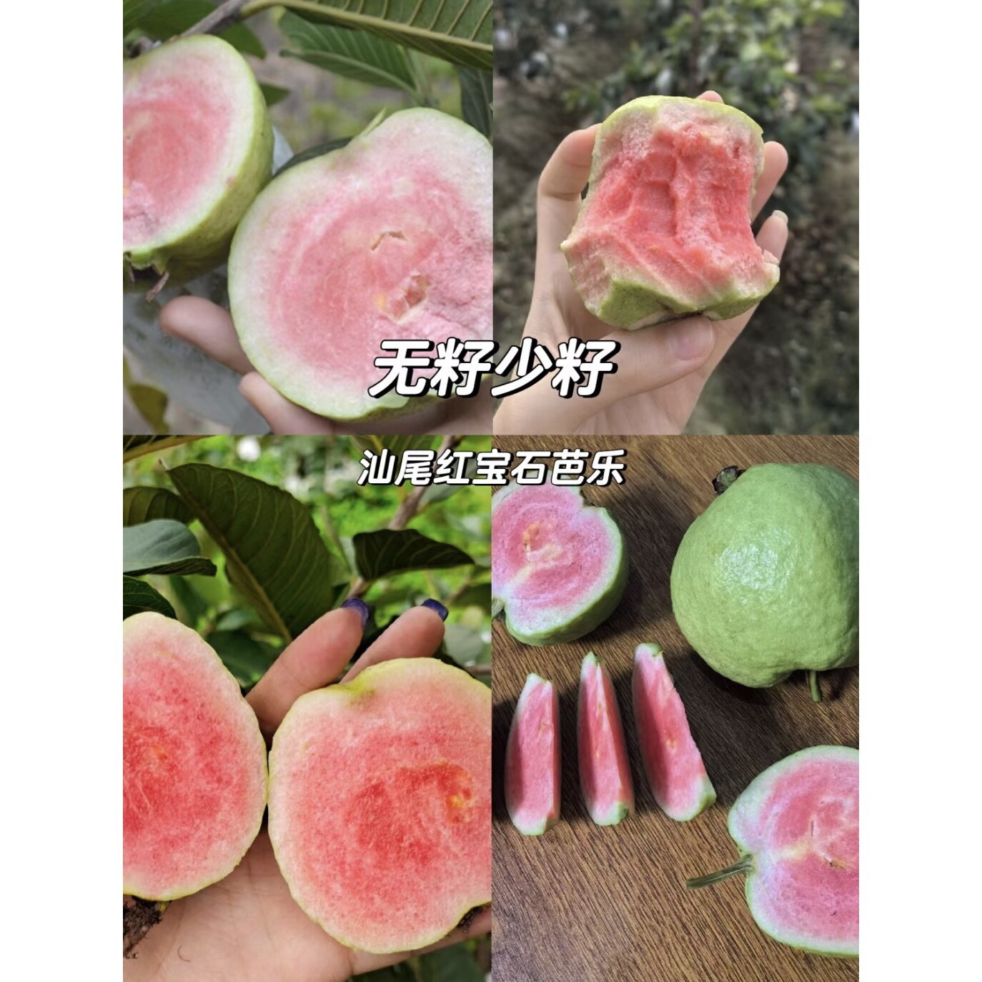番石榴新品台湾红宝石芭乐番石榴苗开花结果阳台庭院盆栽树苗