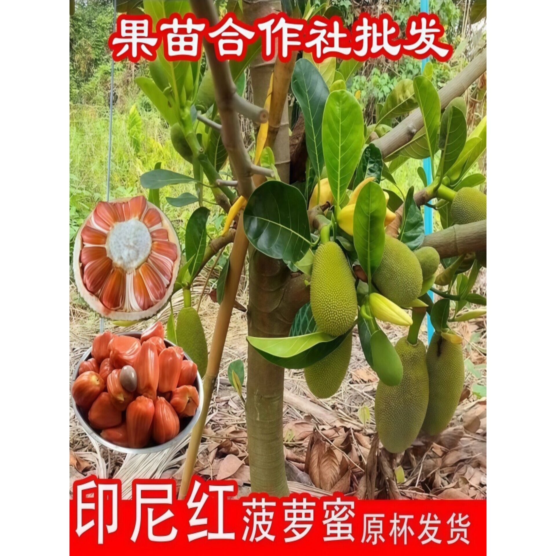（榴莲味）四季印尼红肉菠萝蜜树苗正品嫁接干苞脆甜带土带叶发货