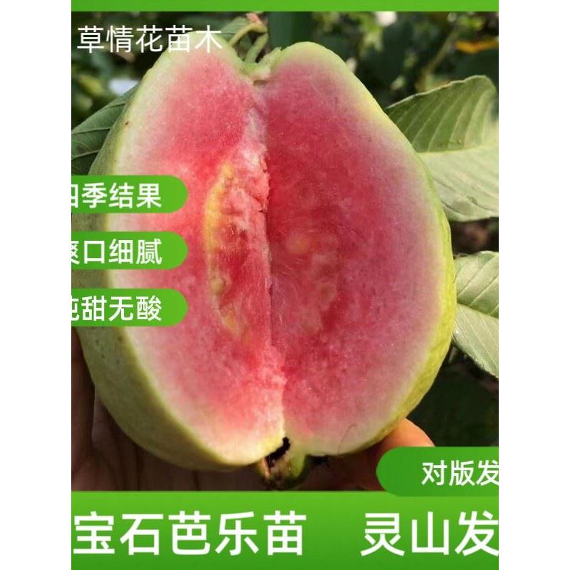 番石榴树苗正宗红宝石芭乐苗胭脂红芭乐苗西瓜红芭乐苗珍珠白芭乐