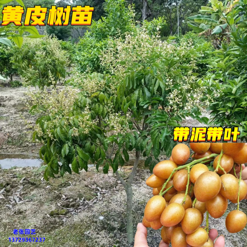 大鸡心黄皮苗树嫁接苗广东南方果树苗地盆栽矮化四季常青当年结果