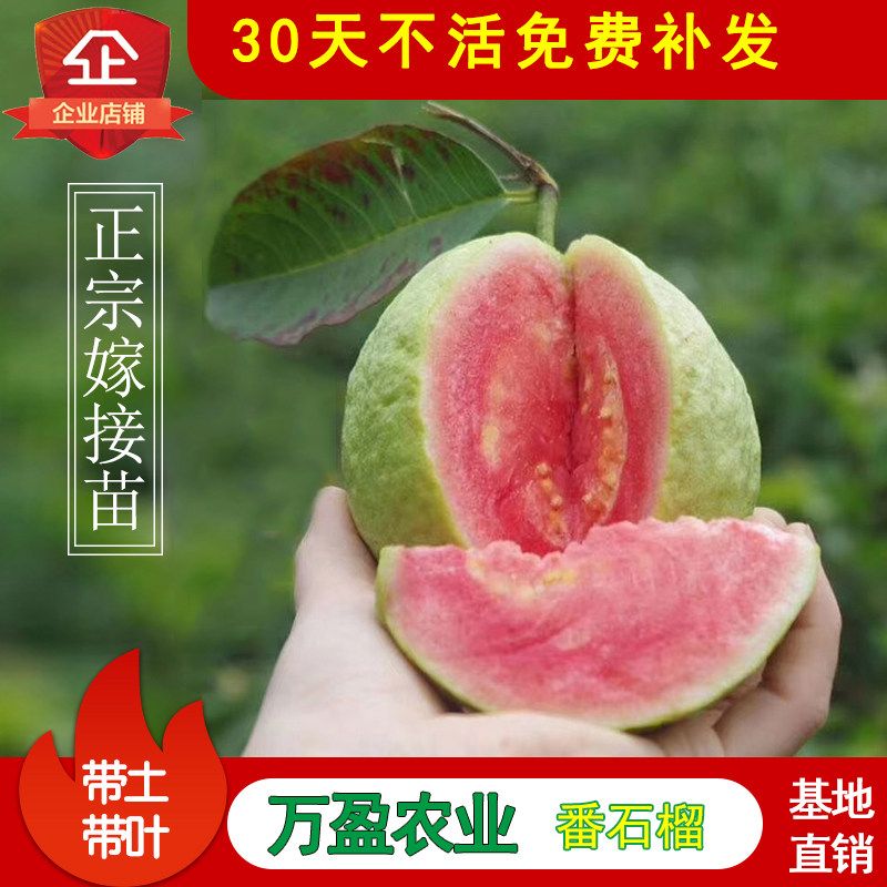 广西番石榴苗白心红心番石榴树苗红宝石芭乐嫁接苗四季当年结果