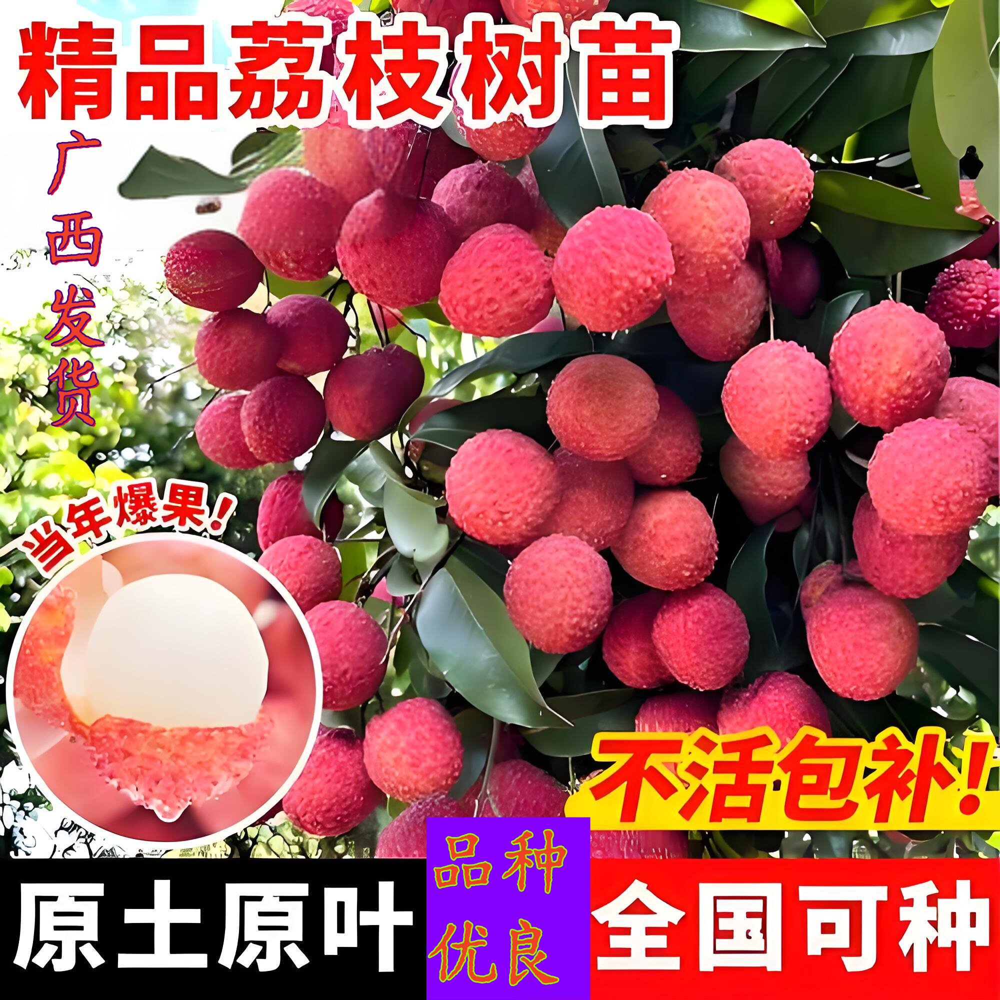 广西正宗嫁接荔枝树苗糯米糍桂味妃子笑无核果树盆栽当年结果易种