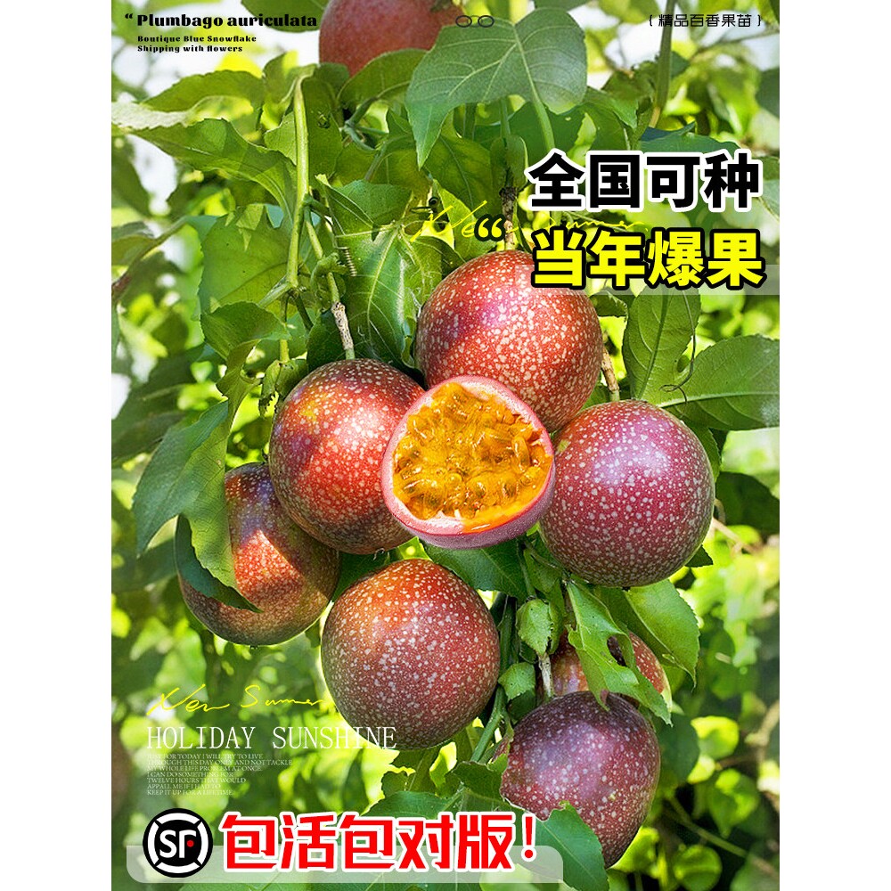 纯甜满天星百香果苗树苗紫皮白香黄金鸡蛋果嫁接树苗南方种植盆栽