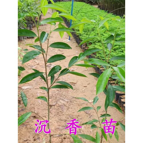 正宗沉香树树奇楠沉香树名贵树木沉香树珍贵药材海南沉香木树绿化
