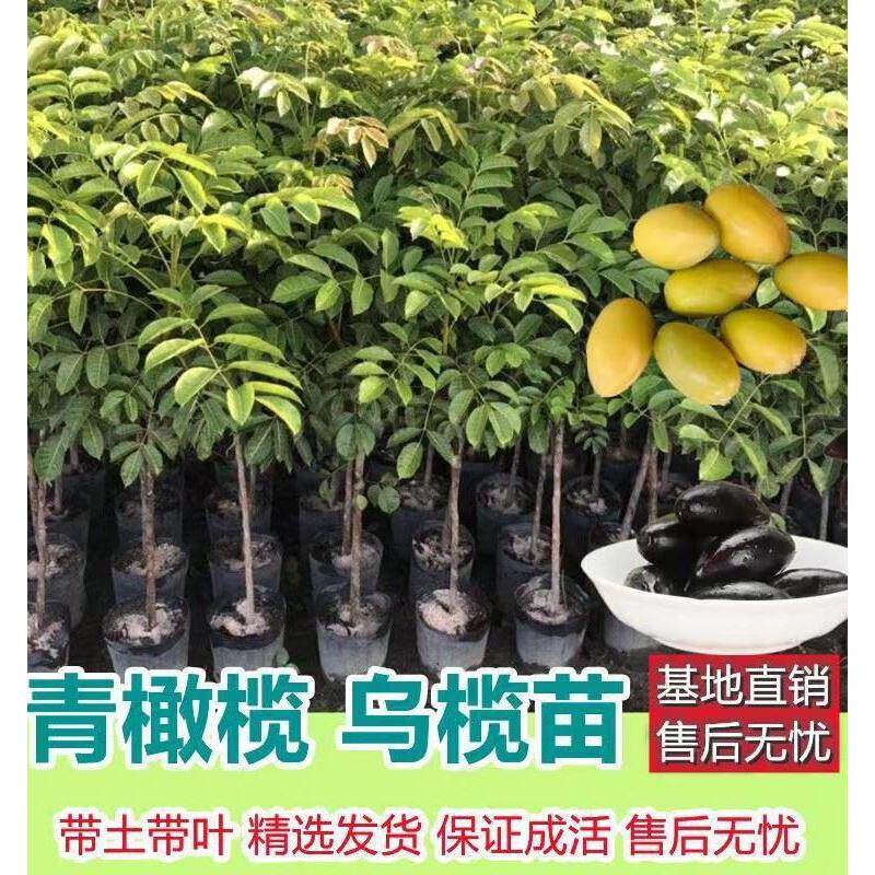 甜种橄榄树苗金玉三棱橄榄嫁接苗乌橄榄高产量黄橄榄包活地栽盆栽