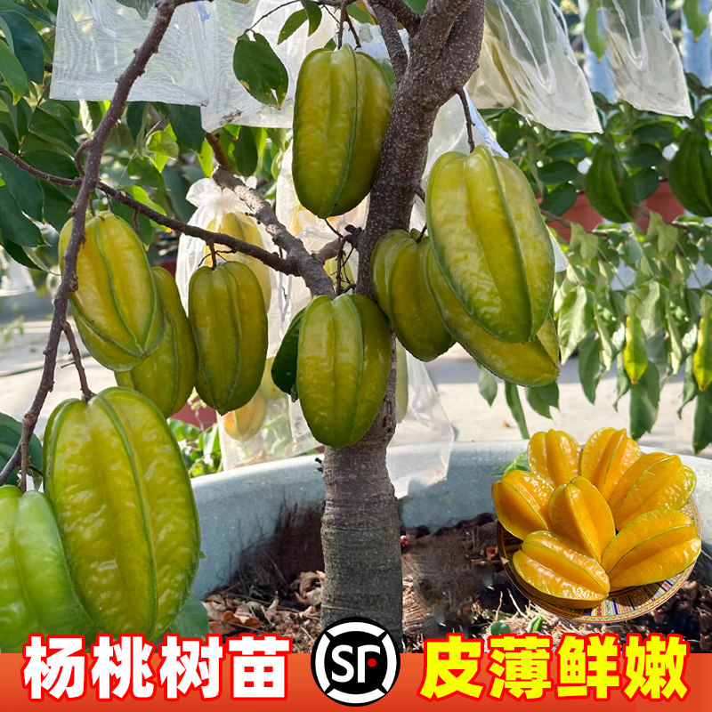 台湾四季杨桃树苗盆栽果树苗蜜丝甜杨桃大果南方种植庭院皮薄鲜嫩
