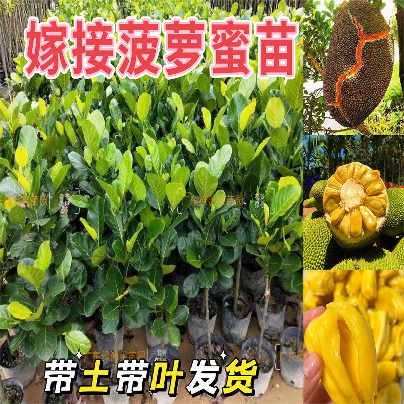 菠萝蜜树苗嫁接果苗四季菠萝蜜马来西亚1号黄肉泰国菠萝蜜木菠萝