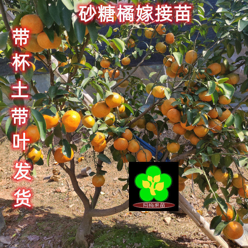 砂糖橘嫁接苗十月橘 沙糖橘 南北种植 庭院阳台盆 柑橘苗