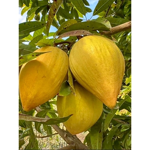 耀堂仙桃苗蛋黄果苗嫁接木瓜仙桃苗带果鸡蛋果苗盆栽果树当年结果