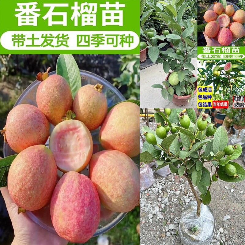 番石榴嫁接苗红心芭乐番石榴树苗胭脂红阳台庭院盆栽地栽四季结果