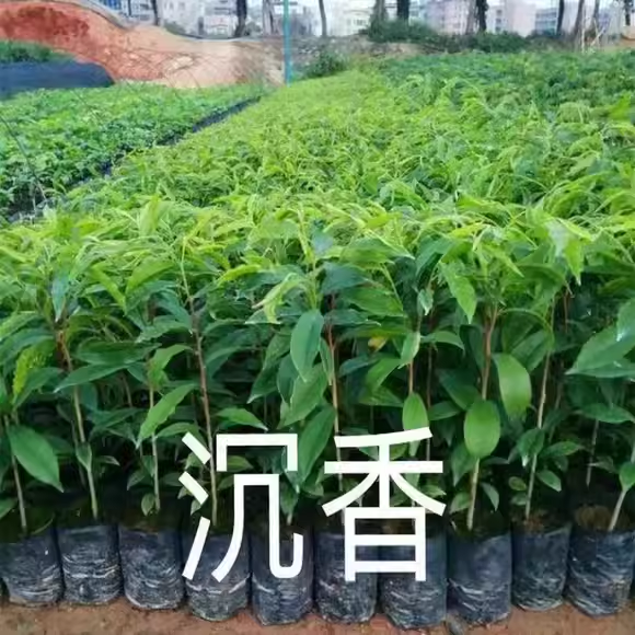 正宗名贵沉香树苗海南奇楠沉香树苗沉香木苗白木香棋楠叶原杯原土