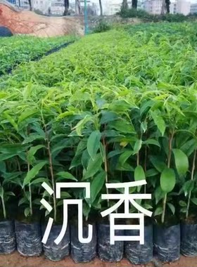 正宗名贵沉香树苗海南奇楠沉香树苗沉香木苗白木香棋楠叶原杯原土