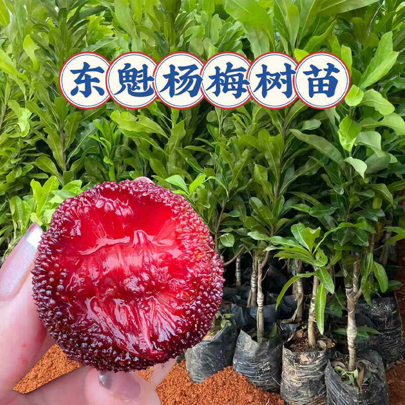 大果东魁杨梅树果苗嫁接早熟东魁特大杨梅树苗盆栽地栽南北方种植