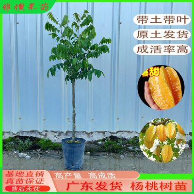 四季甜杨桃树果苗阳台南方北方盆栽地栽庭院种植水果树苗当年结果