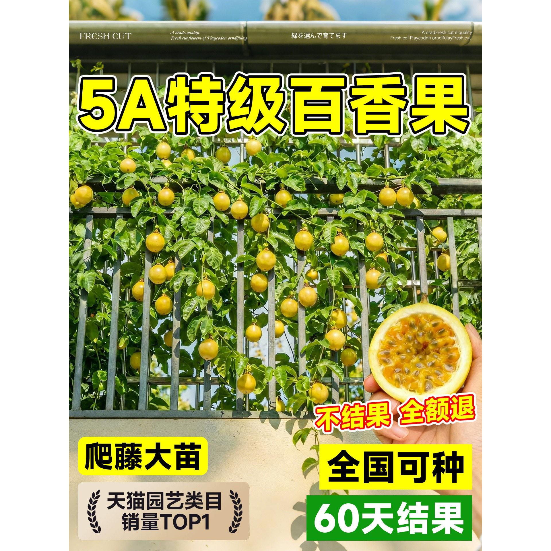 钦蜜9号黄金百香果树果苗大苗广西纯甜九号四季结果好养特大号苗