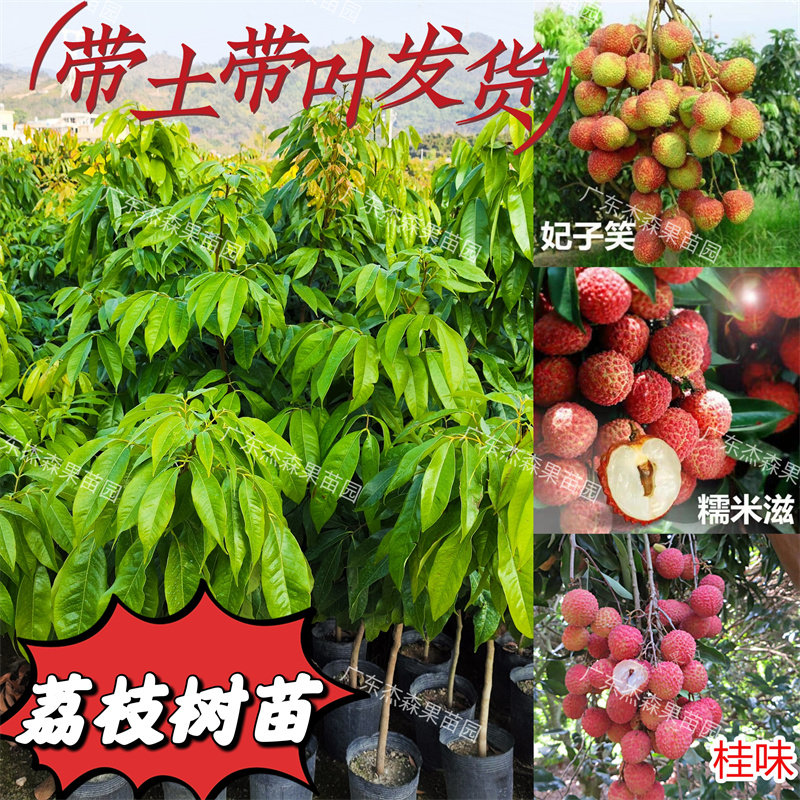 荔枝树苗嫁接桂味仙进奉无糯米滋早熟南方荔枝果苗带土带叶