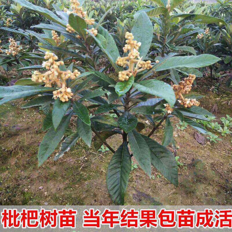 白玉枇杷苗树大五星枇杷南北方种植庭院盆栽特大果树果苗当年结果