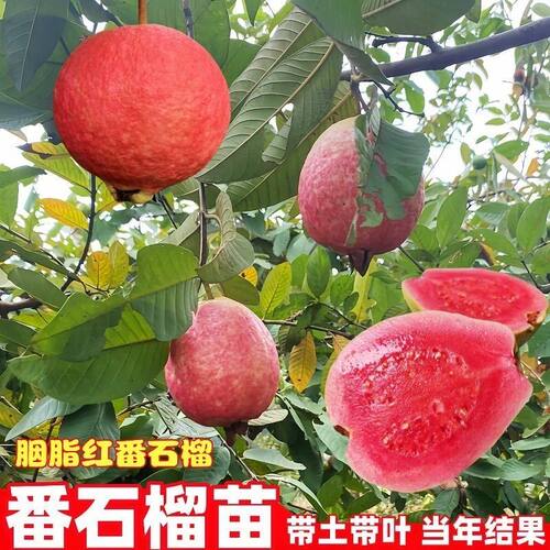 胭脂红番石榴树苗四季结果珍珠白红心西瓜芭乐嫁接苗当年结果