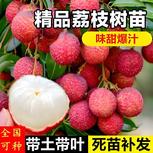 广西正宗荔枝树苗嫁接南北种植盆栽当年结果