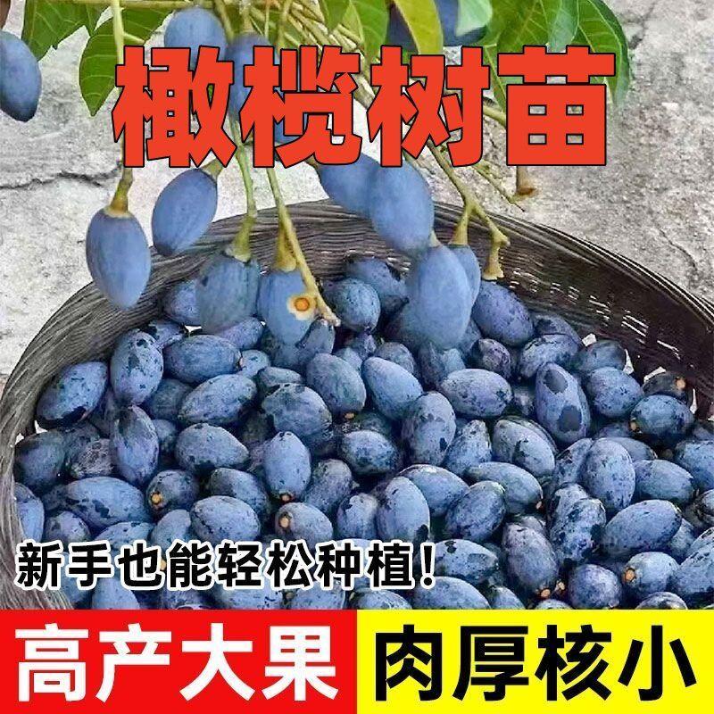 果树苗乌榄乌橄榄黑橄榄苗 黑橄榄嫁接苗 南方种植果树盆栽地栽苗